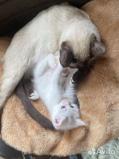 Котенок белый мальчик