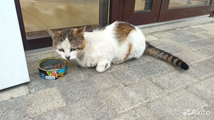 Котик ищет любящую семью