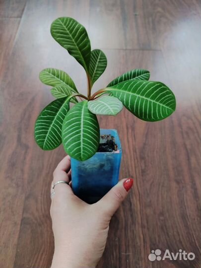 Молочай беложильчатый