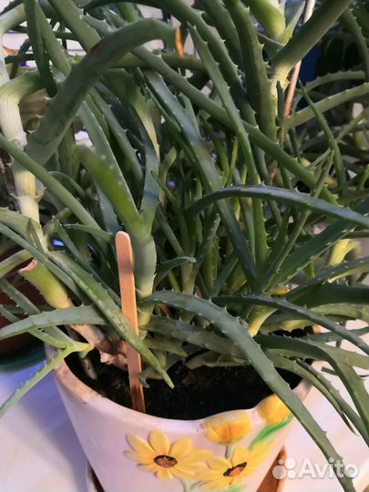 Алоэ лечебный (столетник) - детки, трехлетнее