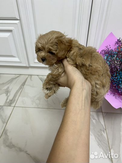 Мальтипу ф1 Корея шикарная девочка Meller