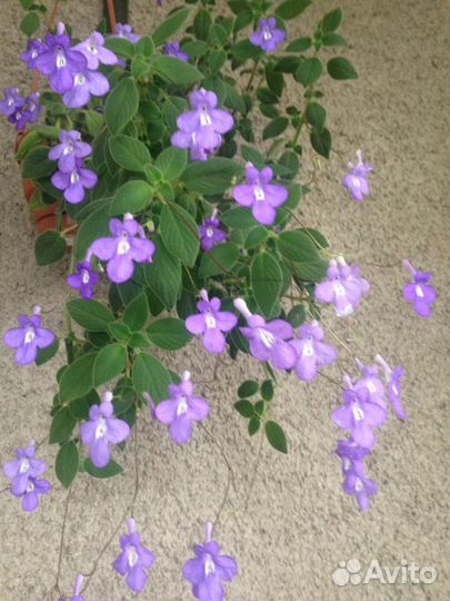 Комнатные цветы разные