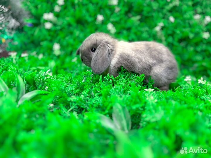 Кролики декоративные и карликовые