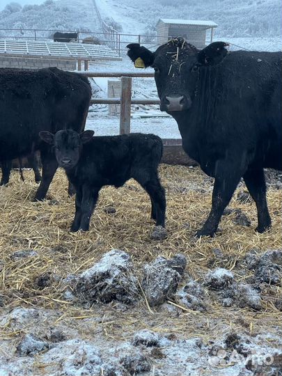 Крс Абердин Ангус