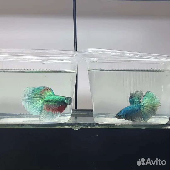 Петушки курочки супердельта