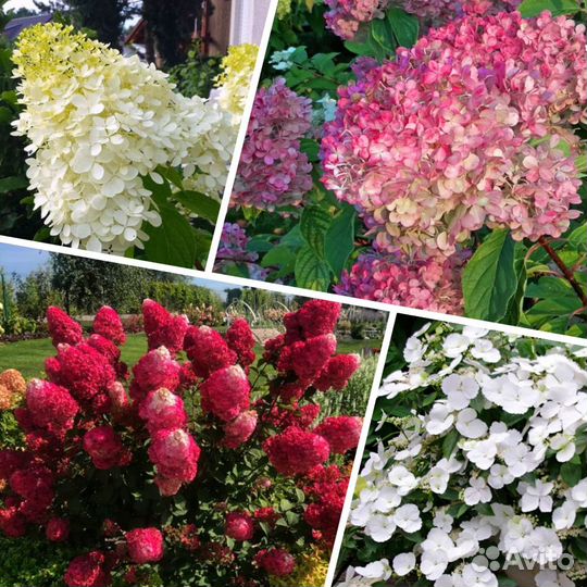 Самые красивые гортензии