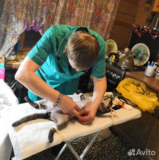 Ветеринарный врач