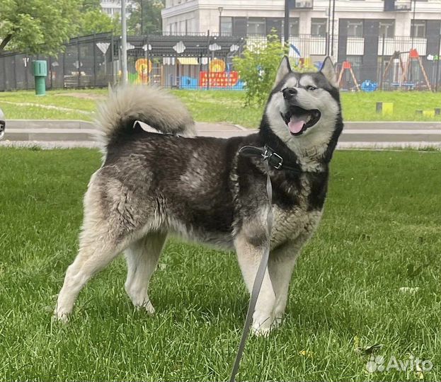 Сибирский хаски девочка голубоглазая в дар