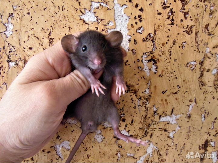 Крысы, крысята - дамбо, стандарт, клетки. гамак