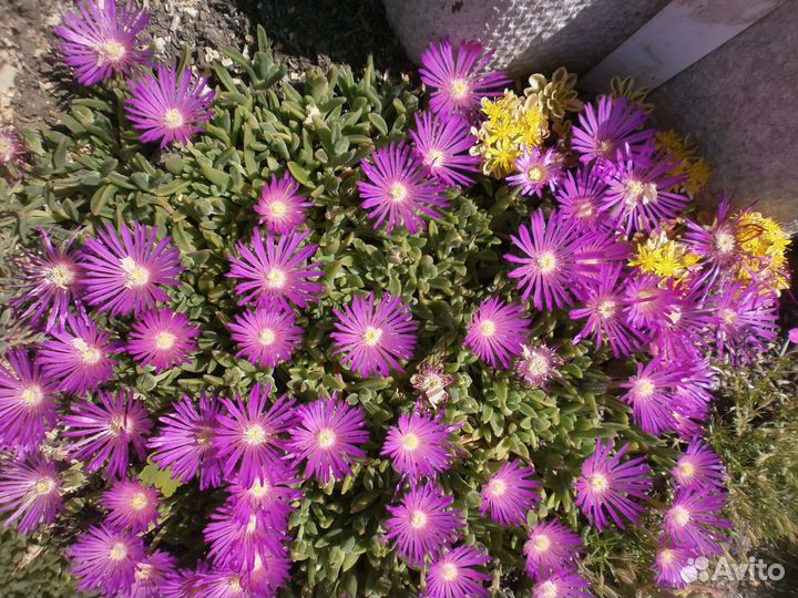 Садовые многолетники