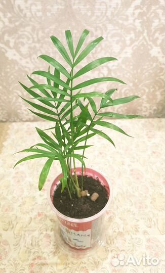 Тростниковая пальма Хамедорея комнатные растения