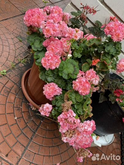 Сортовые пеларгонии, укорененные черенки