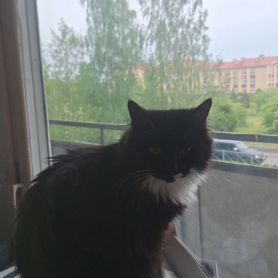 Отдам бесплатно в добрые руки