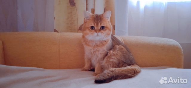 Вязка с британским котом золотая шиншилла купить в Москве | Животные и ...