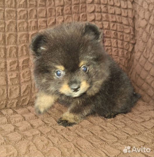 Померанский шпиц