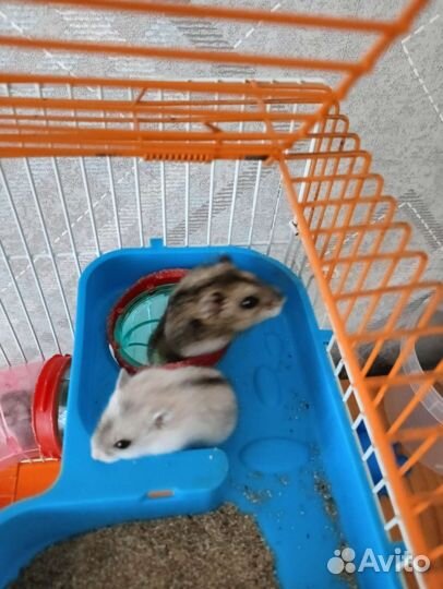 Джунгарский хомяк
