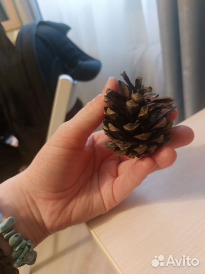 Большая шишка