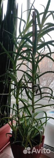 Алое пеперомия, фикус эластика мандарин павловский