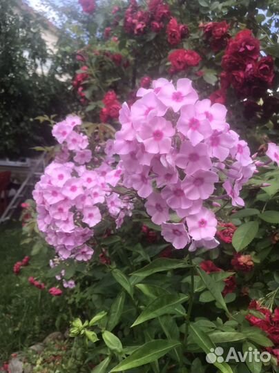 Многолетние цветы