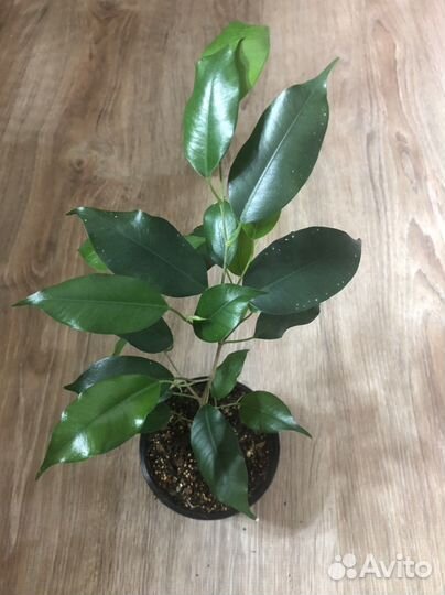 Комнатные цветы