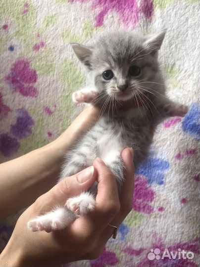 Котята(помесь с британцем)
