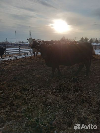 Продам коров