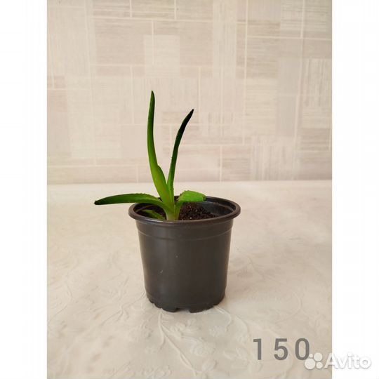 Алое вера цветок комнатный