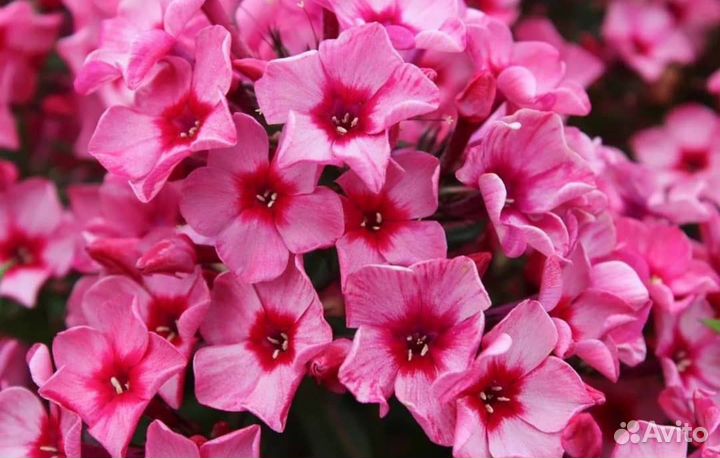 Сортовые Флоксы