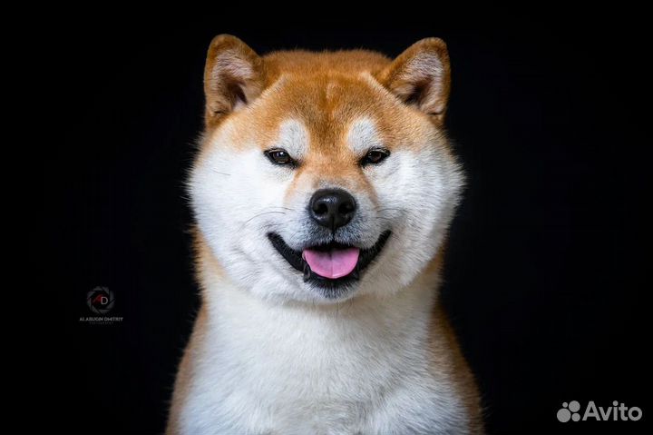 Щенки сиба ину