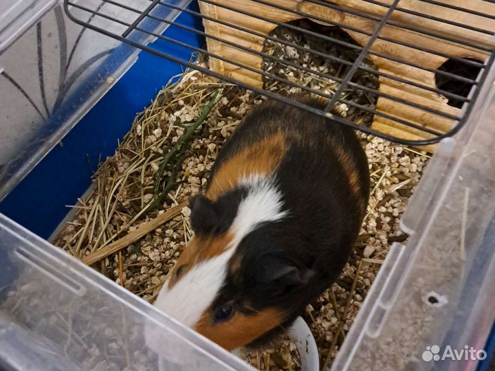 Отдам в добрые руки