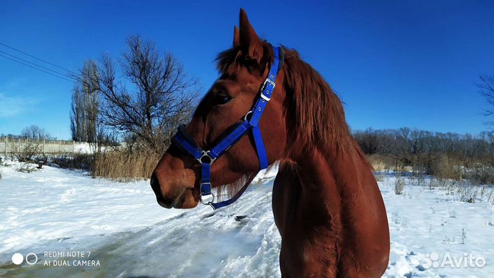 Навоз конский