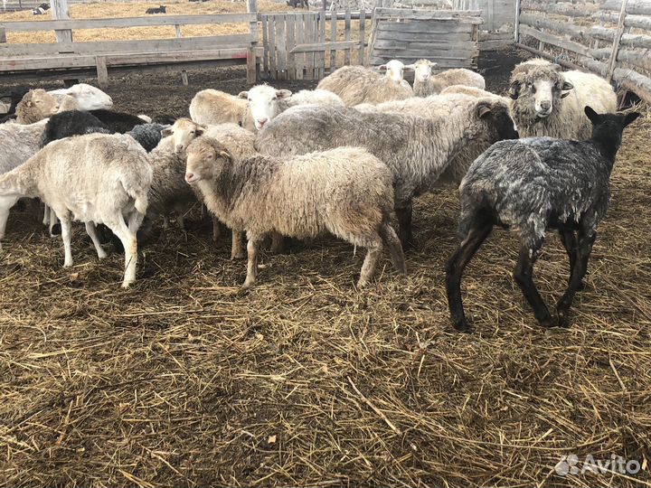 Продам Баранов