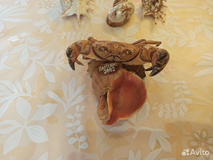 Пепельница из ракушек Крым