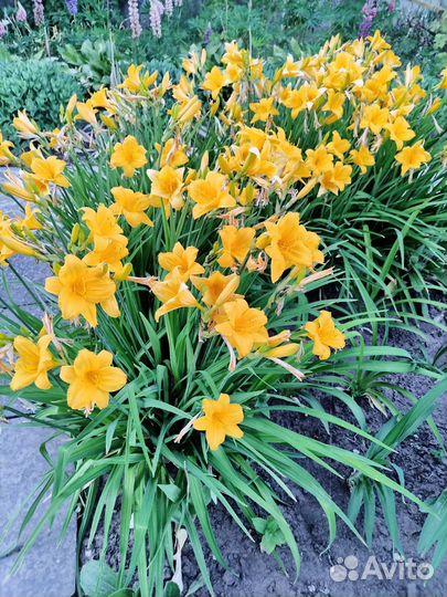 Лилейник Миддендорфа