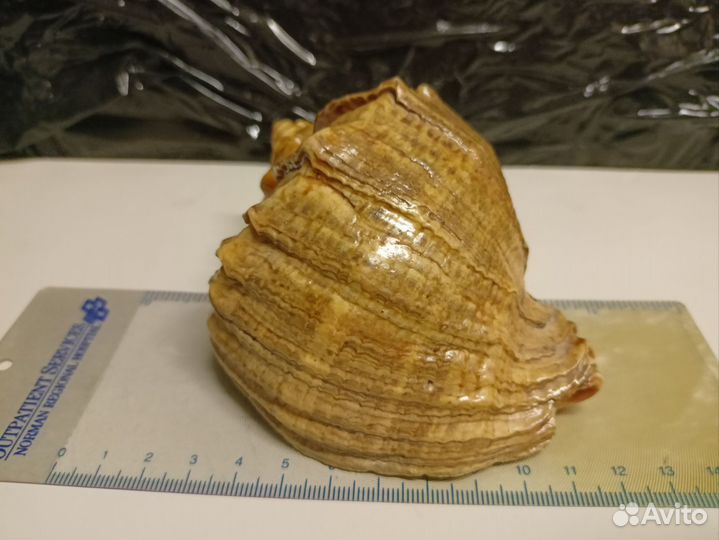 Ракушка морская большая