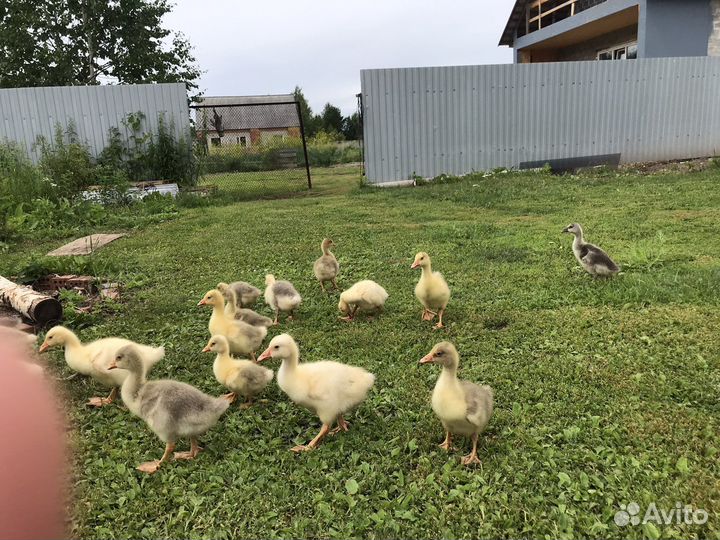 Гусь Серый,Линда