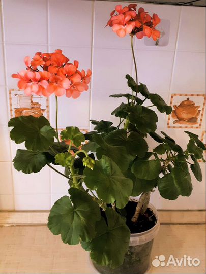 Замиокулькас