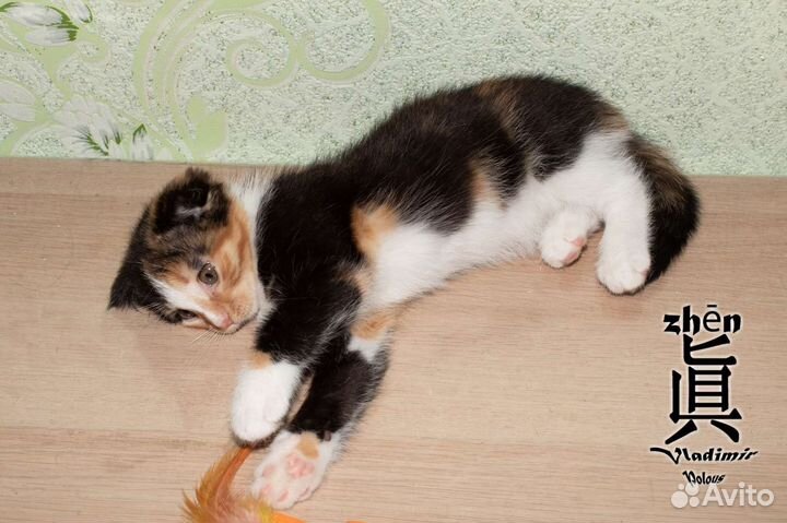 Девочка в добрые руки