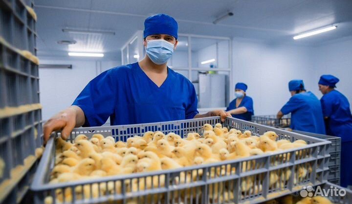 Работники(цы) на птицефабрику г. Владимир