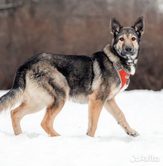 Собака бесплатно в добрые руки