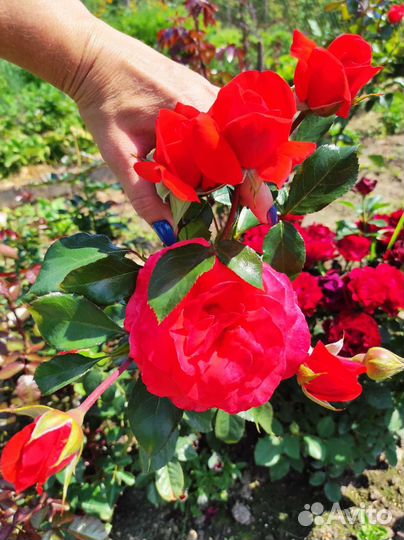 Роза Салита