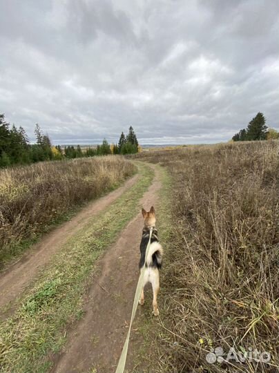 Собака Соня