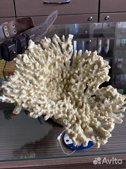 Коралл натуральный