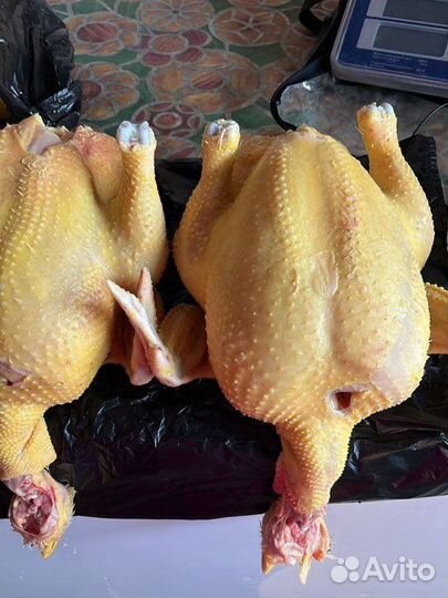 Куры бройлеры