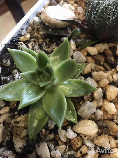 Суккуленты