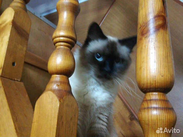 Вязка невская маскарадная