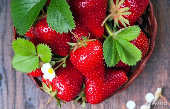 Клубника ремонтантная