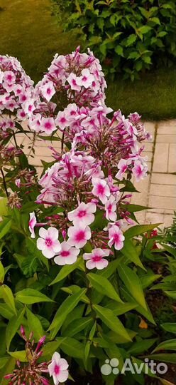 Флокас многолетний