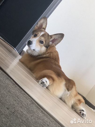 Вельш-корги пемброк