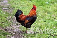 Петухи курицы